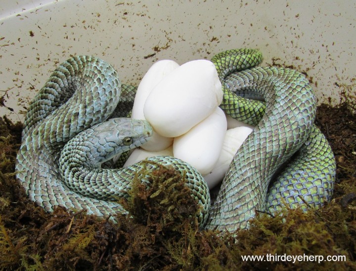 Japanese Rat Snake